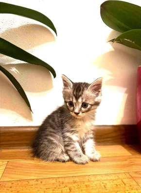 Котята курильского бобтейла фото 4