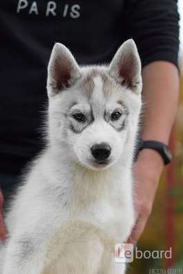 PUPPIES SIBERIAN HUSKY фото 8