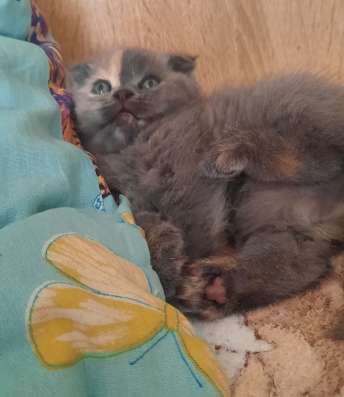 Шотланская кошечка