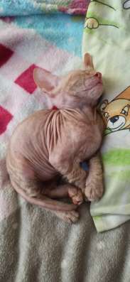 Котята породы Донской сфинкс фото 6