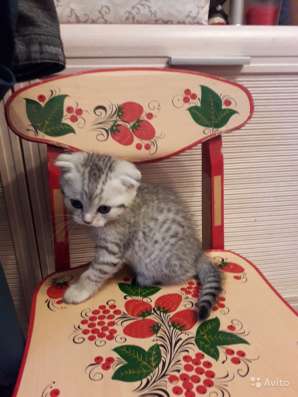 Продаю шотландских котят в Чебоксарах фото 9