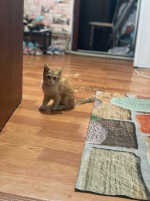 Кошку в хорошие руки!
