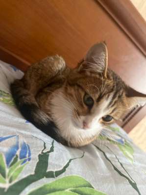 котенок в добрые руки в Можайске