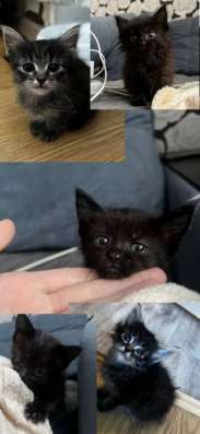 котята