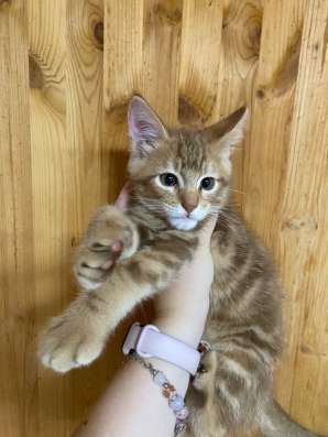 Гигантская Афина кот