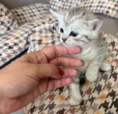 Котята британцы в Саратове