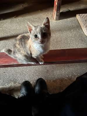 Котёнок в добрые руки.