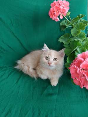 Шотландский котик