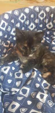 Котята в хорошие руки