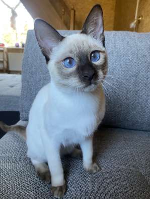 Тайские котята фото 4