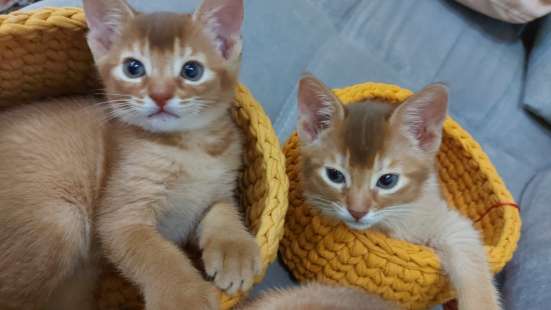 Абиссинские котята в Челябинске фото 4