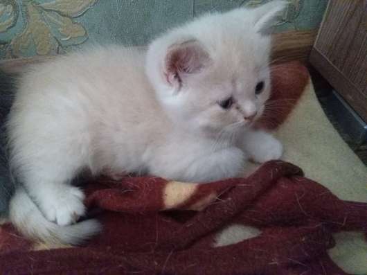 Британские котятки фото 4