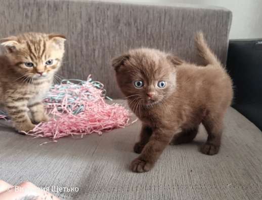 Шотландские котята фото 8