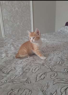 Котята в хорошие руки