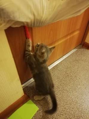 Котята Шотландские! в Балашихе фото 4