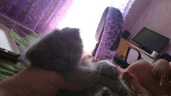 Продаются британские котята фото 3