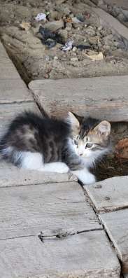 Котята в добрые руки фото 6
