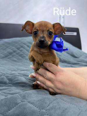 Zwergpinscher мини (до 2.5 кг) фото 22