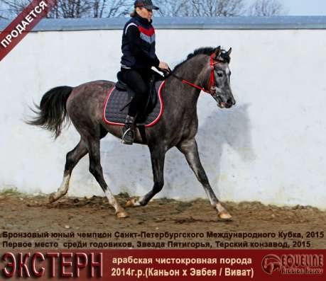 Продается арабский жеребчик ЭКСТЕРН в Краснодаре фото 3