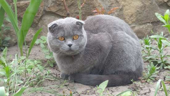 Продам шотландских котят, срочно