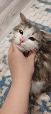 Отдам котенка в добрые руки
