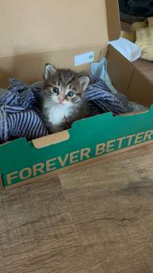 котенок животное