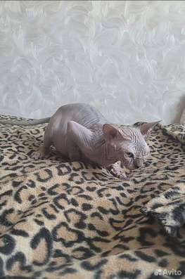 Канадский сфинкс фото 6