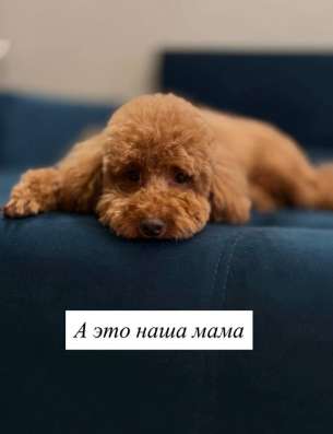 Щенки миниатюрного пуделя в Москве фото 3