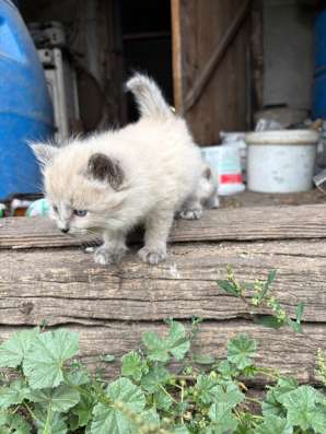 Отдам котят в Котовске фото 3