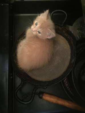 Котята для радости