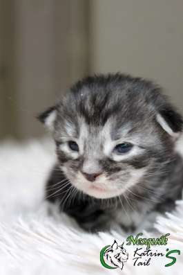 Maine Coon Male Nesquik фото 4