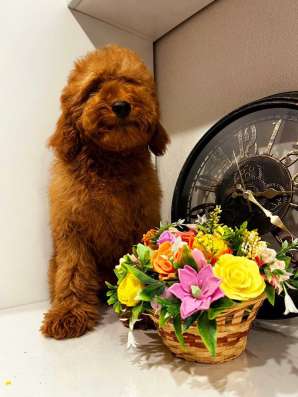 Toy POODLE/miniature фото 8