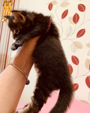 Lovely Maine Coon babies фото 9