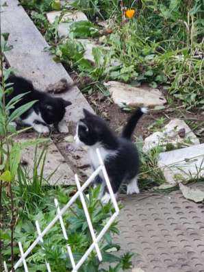 Котенок бесплатно в Владимире фото 5