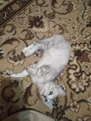 Разыскивается кошка!
