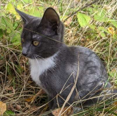 Котята приносящие удачу / Котята в добрые руки