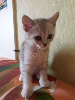 Продаю шотландских котят в Судаке фото 6