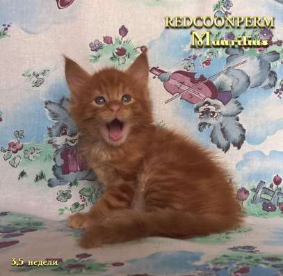 Котенок мейн кун красный солид. Шоу класс в Перми фото 13