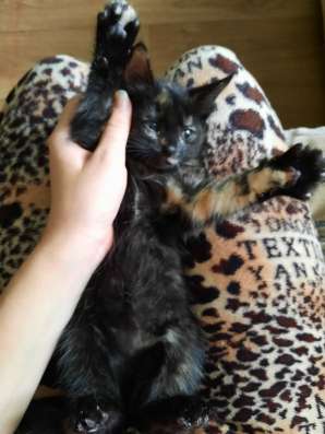 Котёнок в добрые руки в Нижнем Новгороде фото 7