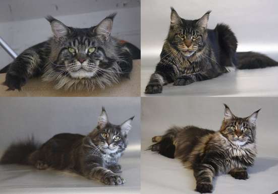 Котята Мейн кун в Волгограде