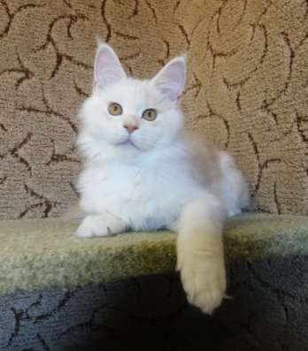 Котики мей-кун из питомника в Владимире фото 22