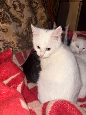 Котенок девочка 4 месяца