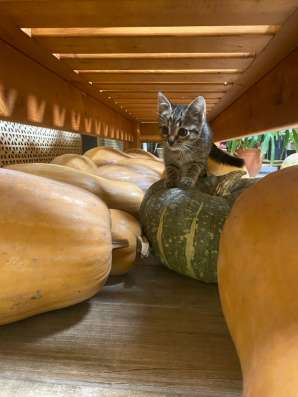 Котенок