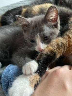 Котенок бесплатно