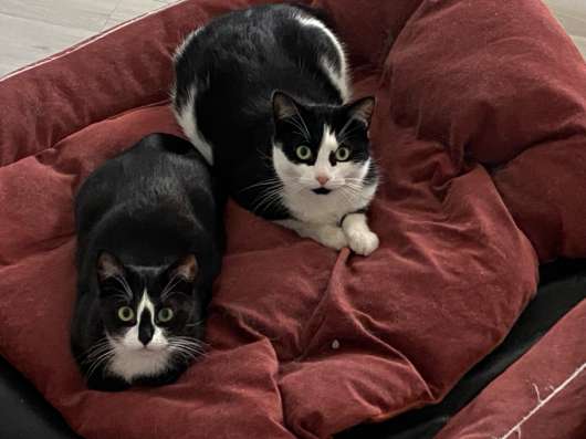 Ищу дом кошки и коту