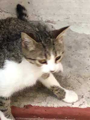 Котенок добрым людям в Подольске фото 7