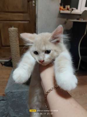 Котята в хорошие руки фото 12