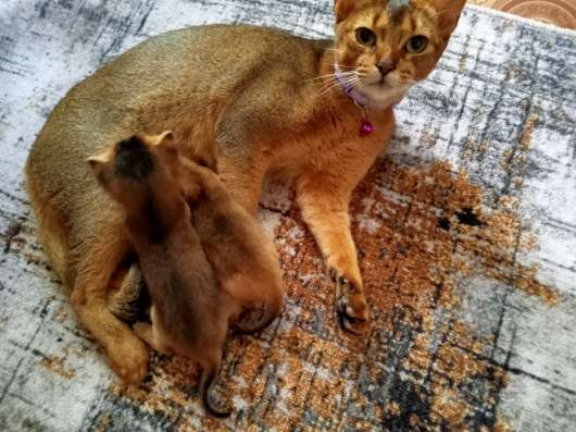 Продам абиссинских котят