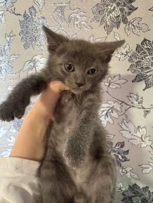Котята в Якутске фото 6