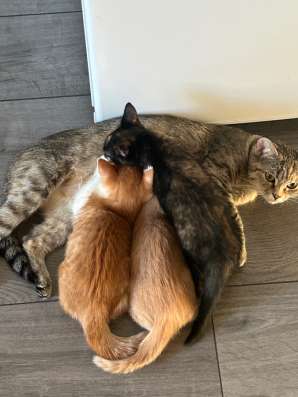 Отдам рыжего котенка ?‍⬛